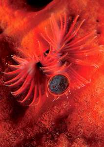 Tauchen in Sardinien - polichete serpula